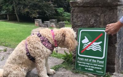 Ruby has been instructed in pond etiquette!