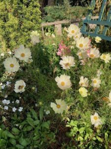 Bees on cosmos