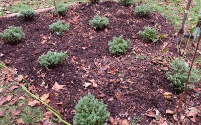 Autumn Planting